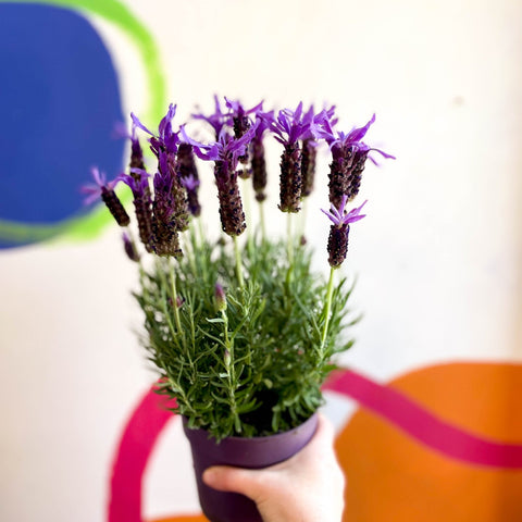 Lavandula stoechas 'Purple Flame' - French Lavender - Sprouts of Bristol