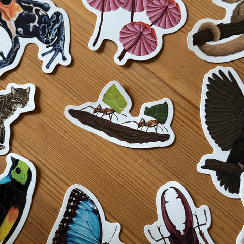 Leafcutter Ant Amazon Wildlife Vinyl Sticker [Beneath the Canopy RHS Collab] - Sprouts of Bristol
