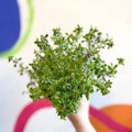 Lemon Thyme - Thymus citriodorus 'Silver Queen' - British Grown Culinary Herbs - Sprouts of Bristol