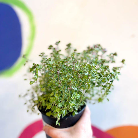 Lemon Thyme - Thymus citriodorus 'Silver Queen' - British Grown Culinary Herbs - Sprouts of Bristol