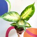 Leopard Lily - Dieffenbachia 'Camilla' - Sprouts of Bristol