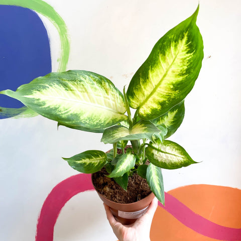 Leopard Lily - Dieffenbachia 'Camilla' - Sprouts of Bristol