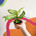 Leopard Lily - Dieffenbachia 'Compacta' - Sprouts of Bristol