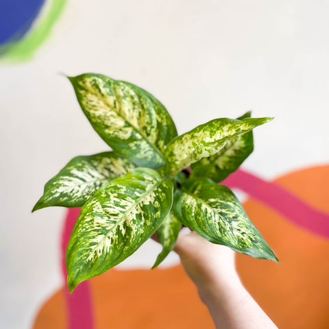 Leopard Lily - Dieffenbachia 'Compacta' - Sprouts of Bristol