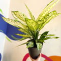 Leopard Lily - Dieffenbachia 'Vesuvius' - Sprouts of Bristol