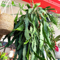 Lepismium houlletianum – Jungle Cactus - Sprouts of Bristol