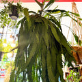 Lepismium houlletianum – Jungle Cactus - Sprouts of Bristol