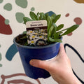 Leucanthemum × superbum ‘Snow Lady’ - Shasta Daisy - British Grown - Sprouts of Bristol