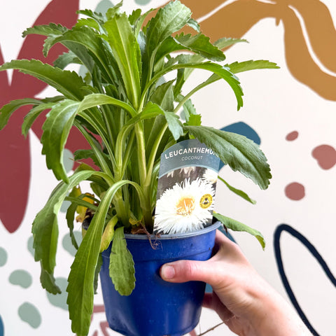 Leucanthemum x superbum ‘Coconut’ - Shasta Daisy - British Grown - Sprouts of Bristol