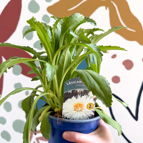 Leucanthemum x superbum ‘Coconut’ - Shasta Daisy - British Grown - Sprouts of Bristol