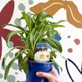 Leucanthemum x superbum ‘Coconut’ - Shasta Daisy - British Grown - Sprouts of Bristol