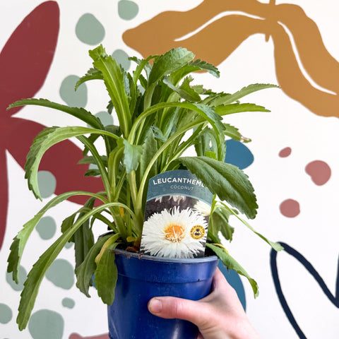 Leucanthemum x superbum ‘Coconut’ - Shasta Daisy - British Grown - Sprouts of Bristol