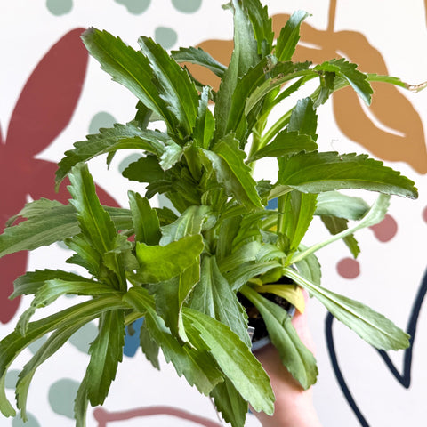 Leucanthemum x superbum ‘Coconut’ - Shasta Daisy - British Grown - Sprouts of Bristol