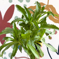 Leucanthemum x superbum ‘Coconut’ - Shasta Daisy - British Grown - Sprouts of Bristol