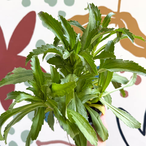 Leucanthemum x superbum ‘Coconut’ - Shasta Daisy - British Grown - Sprouts of Bristol