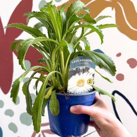 Leucanthemum x superbum ‘Coconut’ - Shasta Daisy - British Grown - Sprouts of Bristol