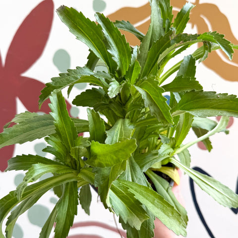 Leucanthemum x superbum ‘Coconut’ - Shasta Daisy - British Grown - Sprouts of Bristol
