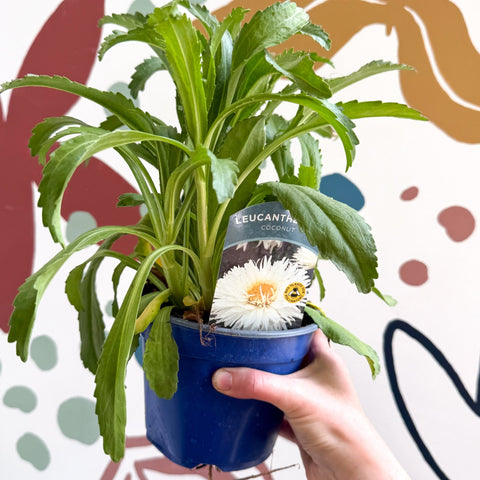 Leucanthemum x superbum ‘Coconut’ - Shasta Daisy - British Grown - Sprouts of Bristol