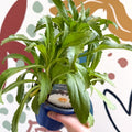 Leucanthemum x superbum ‘Coconut’ - Shasta Daisy - British Grown - Sprouts of Bristol