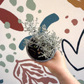 Leucophyta brownii 'Whimsy Silver' - Cushion Bush - Sprouts of Bristol