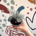 Leucophyta brownii 'Whimsy Silver' - Cushion Bush - Sprouts of Bristol