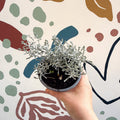 Leucophyta brownii 'Whimsy Silver' - Cushion Bush - Sprouts of Bristol