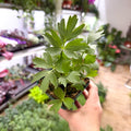 Levisticum officinale - Lovage - British Grown Culinary Herb - Sprouts of Bristol