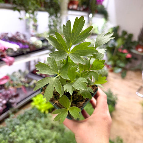 Levisticum officinale - Lovage - British Grown Culinary Herb - Sprouts of Bristol
