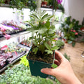 Levisticum officinale - Lovage - British Grown Culinary Herb - Sprouts of Bristol