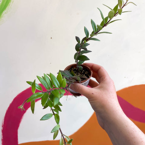 Lipstick Plant - Aeschynanthus parvifolius - Welsh Grown - Sprouts of Bristol