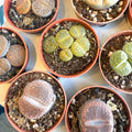Lithops lesliei – Living Stone (Mixed Varieties) - Sprouts of Bristol