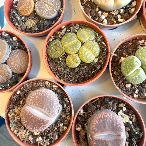 Lithops lesliei – Living Stone (Mixed Varieties) - Sprouts of Bristol