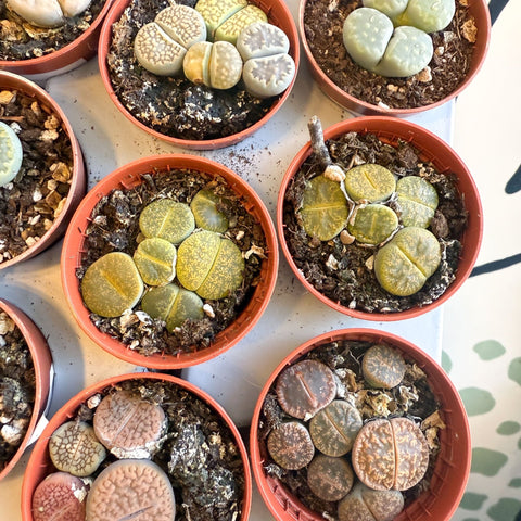 Lithops lesliei – Living Stone (Mixed Varieties) - Sprouts of Bristol