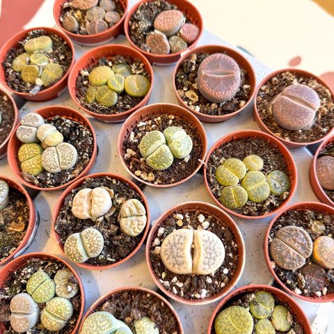 Lithops lesliei – Living Stone (Mixed Varieties) - Sprouts of Bristol