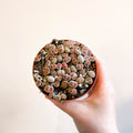 Lithops - Living Stones - Sprouts of Bristol