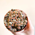 Lithops - Living Stones - Sprouts of Bristol