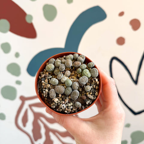 Lithops Lucky Dip Mix - Sprouts of Bristol