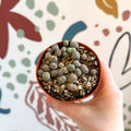Lithops Lucky Dip Mix - Sprouts of Bristol