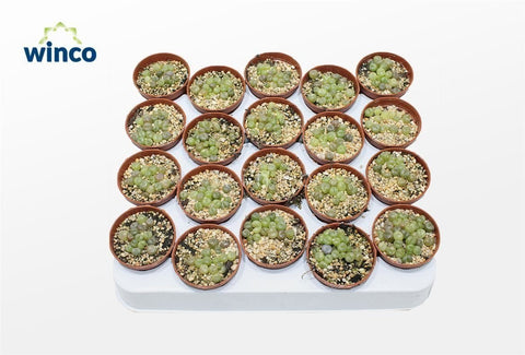 Lithops otzeniana - Living Stones - Sprouts of Bristol