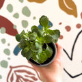 Lobelia 'Laura Deep Blue' - British Grown - Sprouts of Bristol