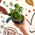 Lobelia 'Laura Deep Blue' - British Grown - Sprouts of Bristol