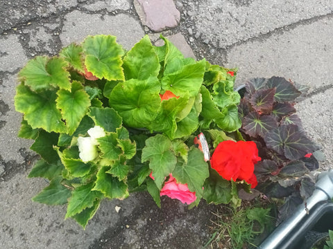 Lucky Dip Begonia 'Nonstop Mixed' - British Grown Non Hardy Perennial - Sprouts of Bristol