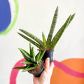 Lucky Dip Snake Plant - Sansevieria cylindrica MIX - Sprouts of Bristol