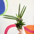 Lucky Dip Snake Plant - Sansevieria cylindrica MIX - Sprouts of Bristol