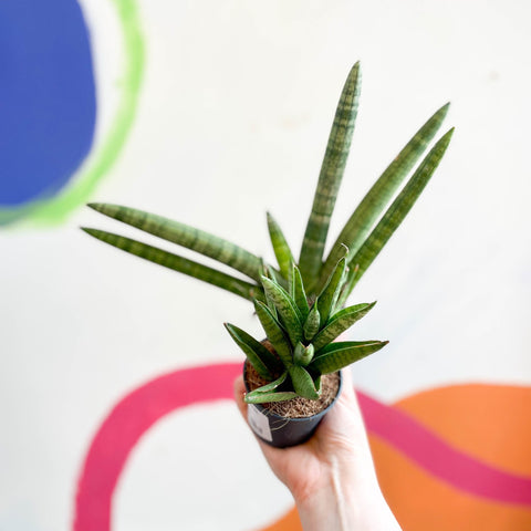 Lucky Dip Snake Plant - Sansevieria cylindrica MIX - Sprouts of Bristol