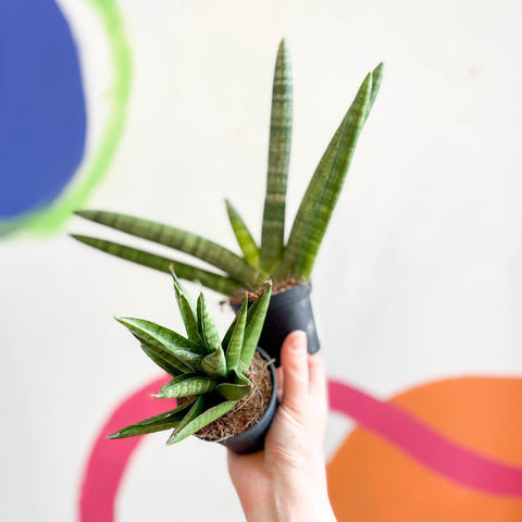 Lucky Dip Snake Plant - Sansevieria cylindrica MIX - Sprouts of Bristol