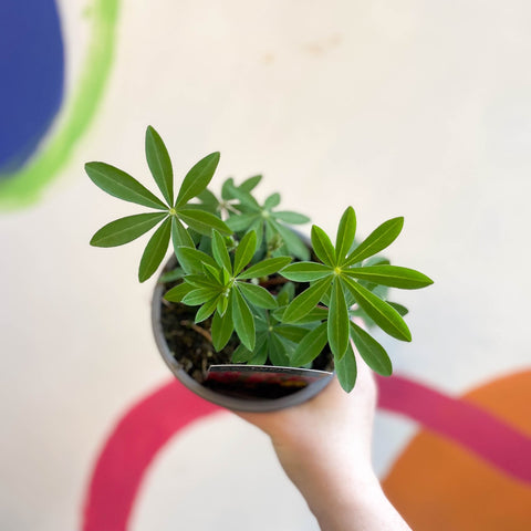 Lupin - Lupinus polyphyllus 'Legendary Red Shades' - British Grown Herbaceous Perennial - Sprouts of Bristol