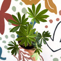 Lupin - Lupinus polyphyllus 'Legendary White Shades' - British Grown Herbaceous Perennial - Sprouts of Bristol