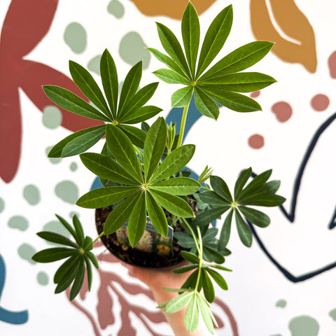 Lupin - Lupinus polyphyllus 'Legendary White Shades' - British Grown Herbaceous Perennial - Sprouts of Bristol