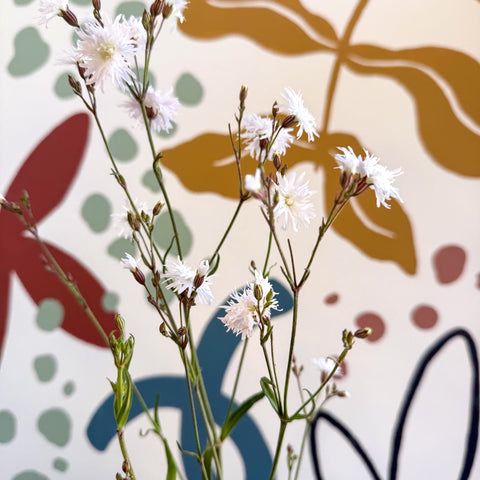 Lychnis ‘Petit Henri’ - Cotswold Grown Herbaceous Perennial - Sprouts of Bristol